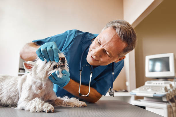 Best Emergency Broken Tooth Repair in Stonegate, CO